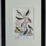 Original ornithological plate " Goldfinch - Grand Tangara -&c..." Buffon (1837)