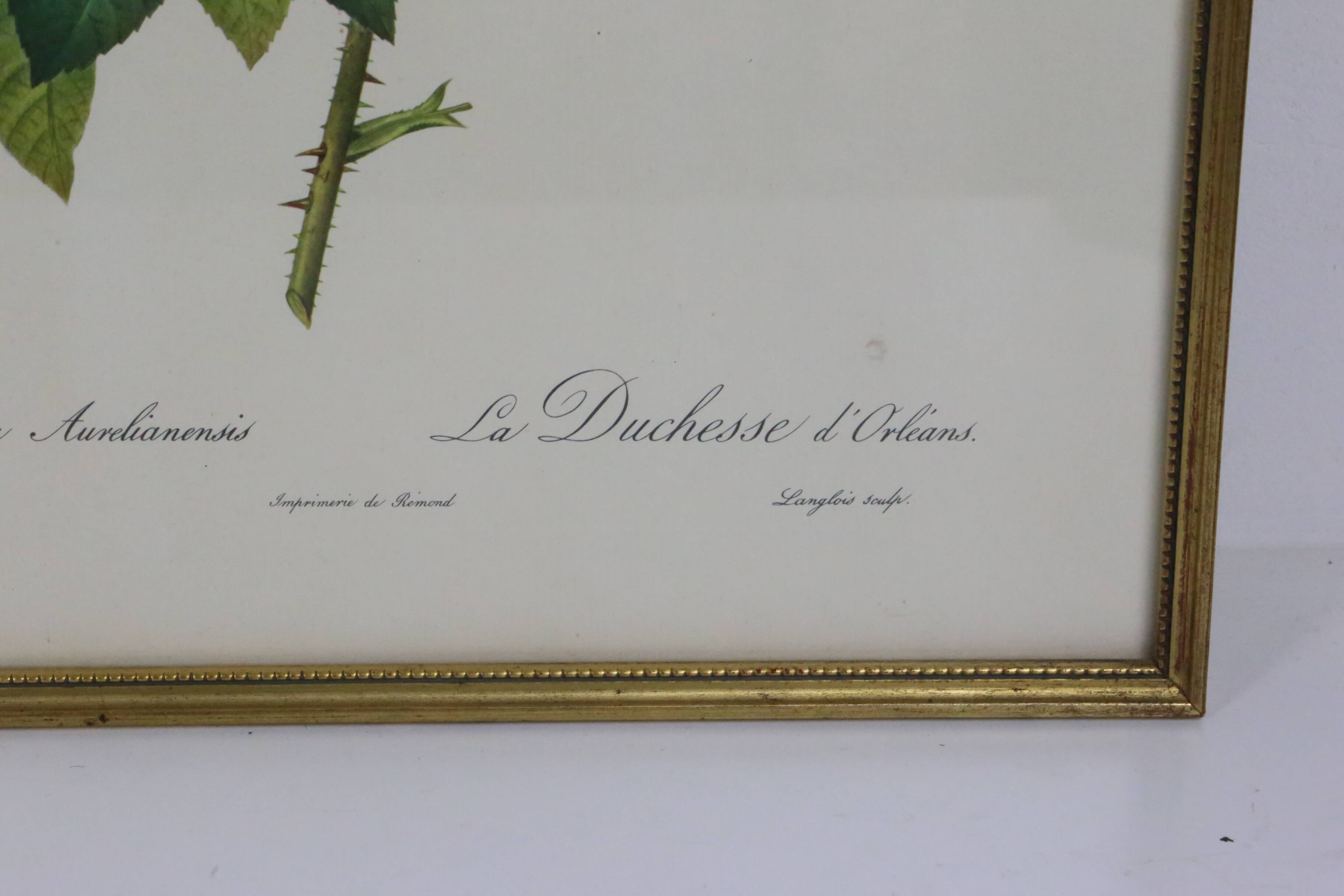 Great Redouté Lithograph