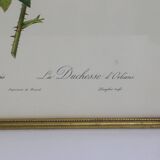 Great Redouté Lithograph