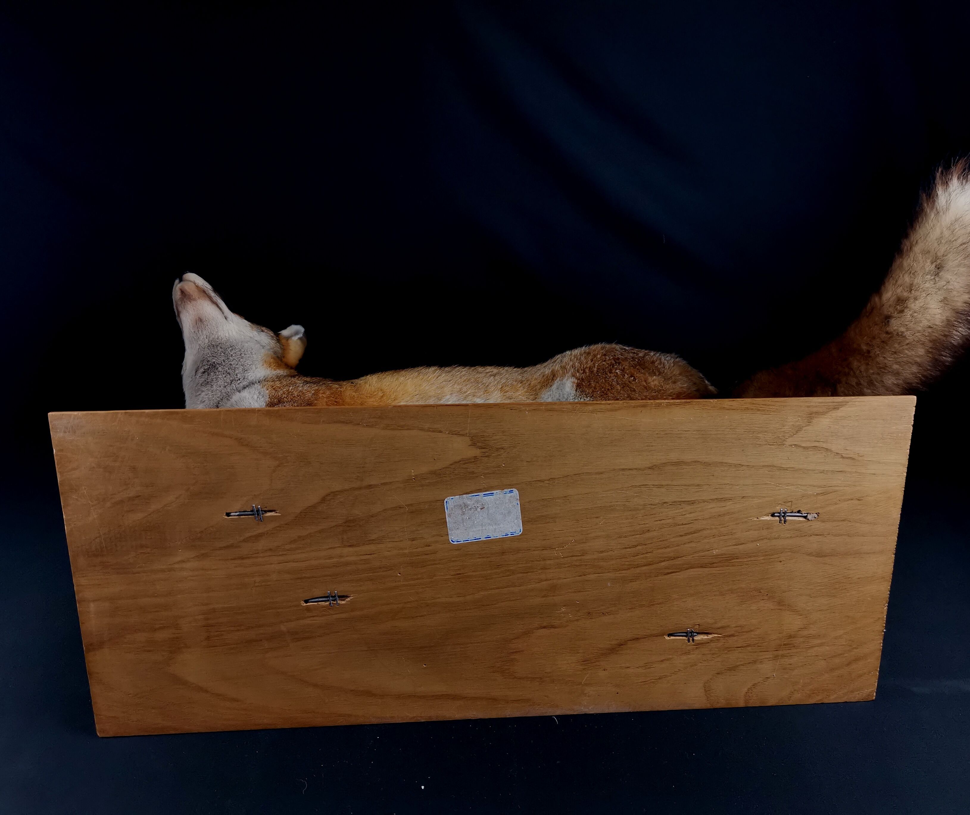 European red fox naturalized taxidermy