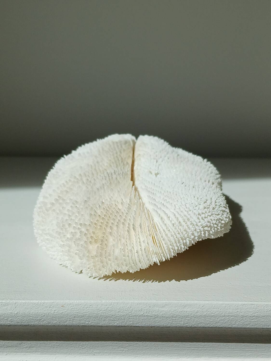 White Coral Fungia 24 cm