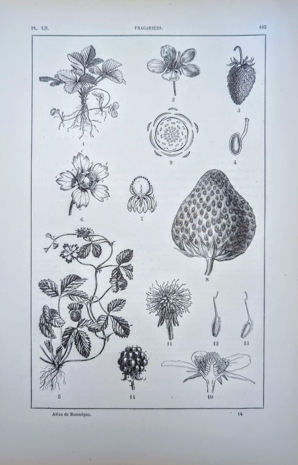 Vintage botanical plate printed in 1889, Fragariaceae.