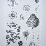 Planche botanique vintage imprimée en 1889, les Fragariées.