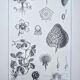 Vintage botanical plate printed in 1889, Fragariaceae.