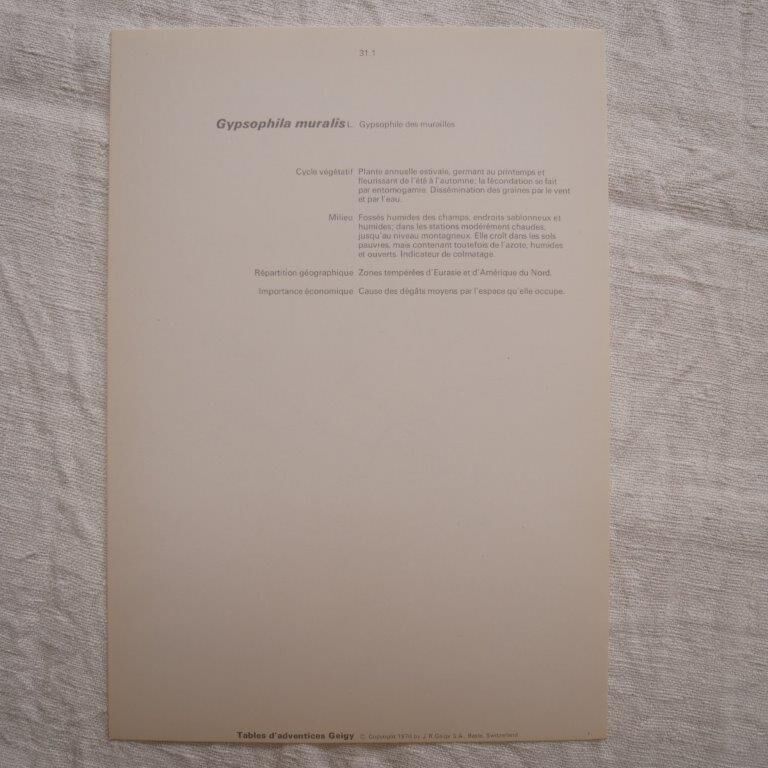 Botanical plate Gypsophila of the walls