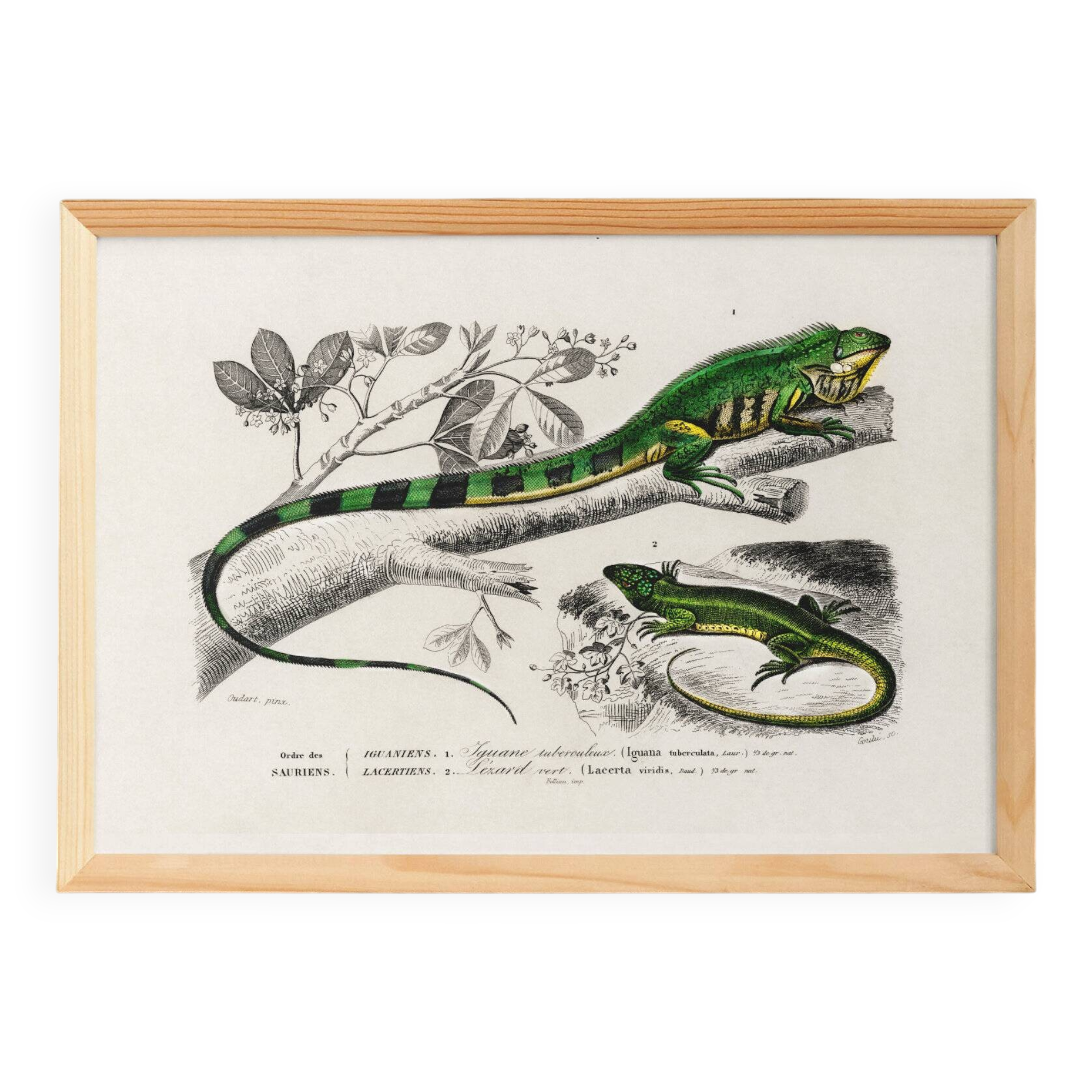 Poster for “The Iguana and the Green Lizard”, after an old engraving from 1