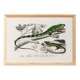 Poster for “The Iguana and the Green Lizard”, after an old engraving from 1
