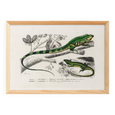 Poster for “The Iguana and the Green Lizard”, after an old engraving from 1