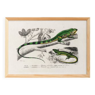 Poster for “The Iguana and the Green Lizard”, after an old engraving from 1