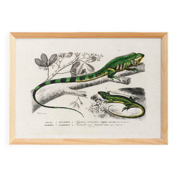 Affiche sur “l’Iguane et le Lézard vert”, d’après une gravure ancienne de 1