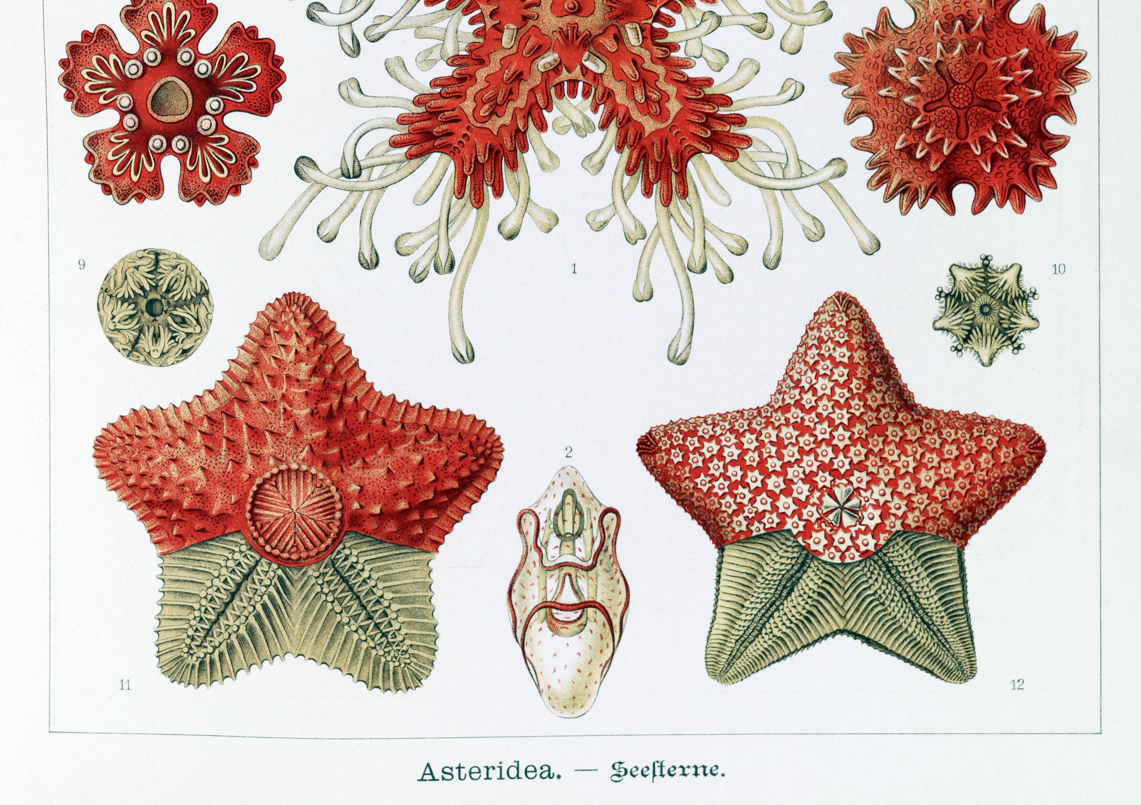 Poster about starfish, based on an old lithograph from 1904.
