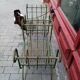 Pair of curule garden stools