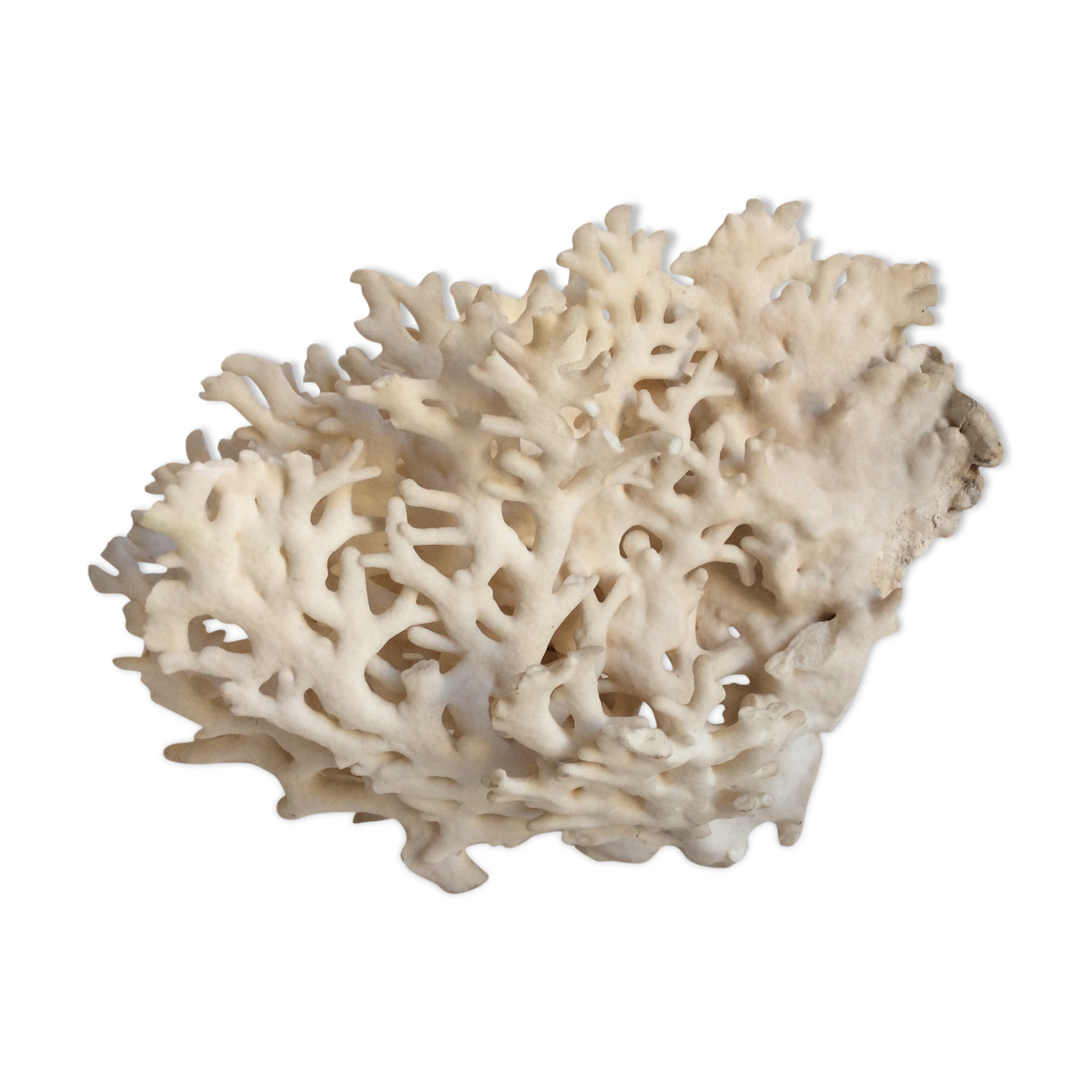 Corail blanc ancien