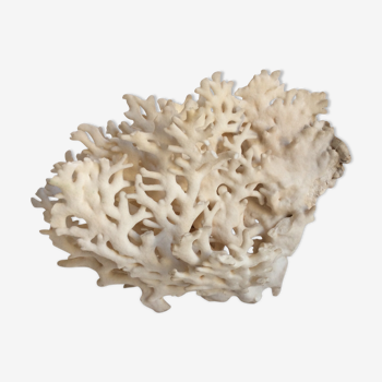 Ancient white coral