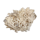 Corail blanc ancien