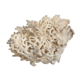 Ancient white coral