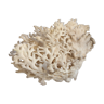 Ancient white coral