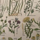 Lithograph weeds weeds - 1920