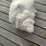 Conch shell