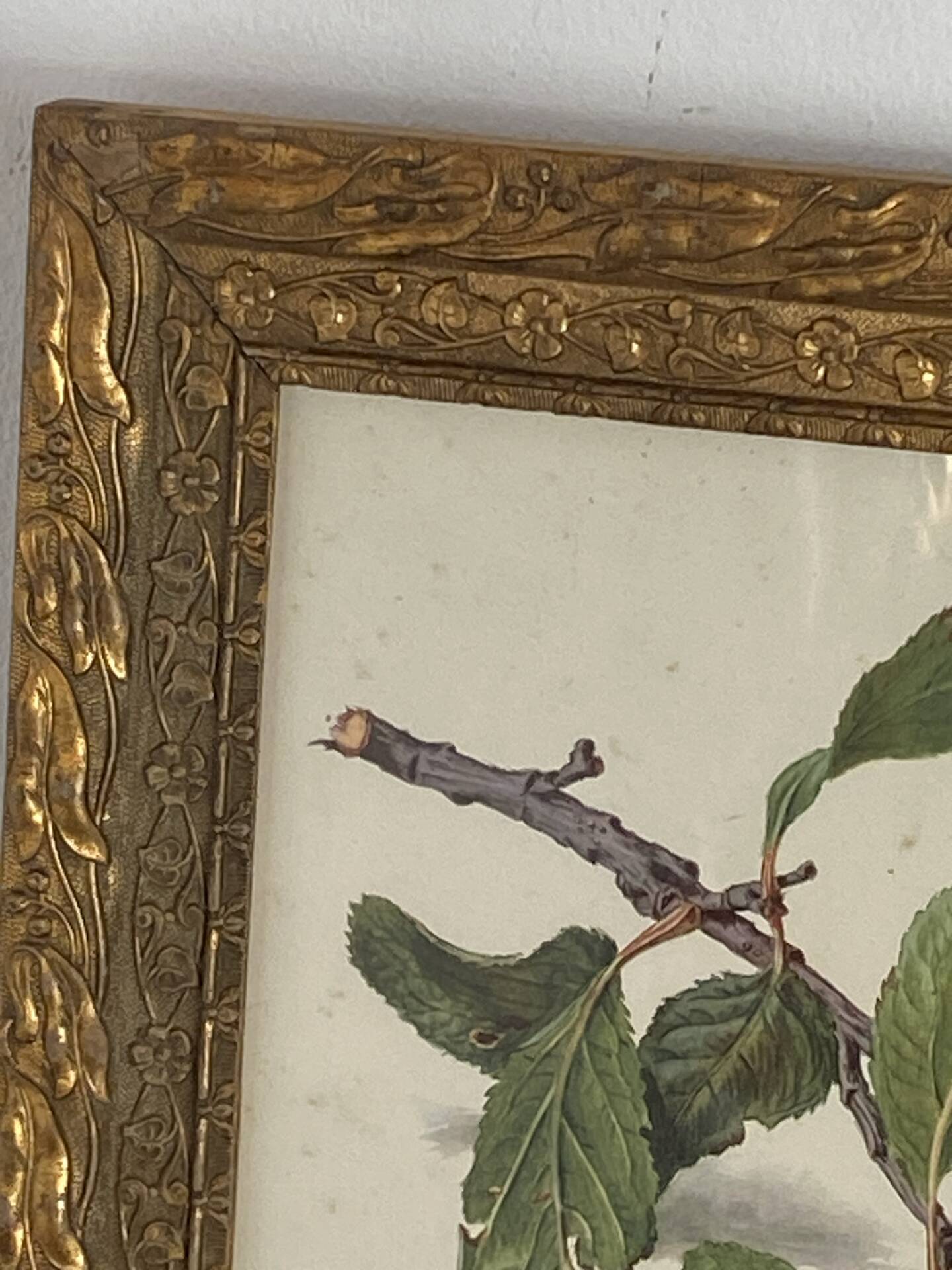 Botanical poster, Prunus Domestica, framed in glass wood.