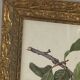 Botanical poster, Prunus Domestica, framed in glass wood.