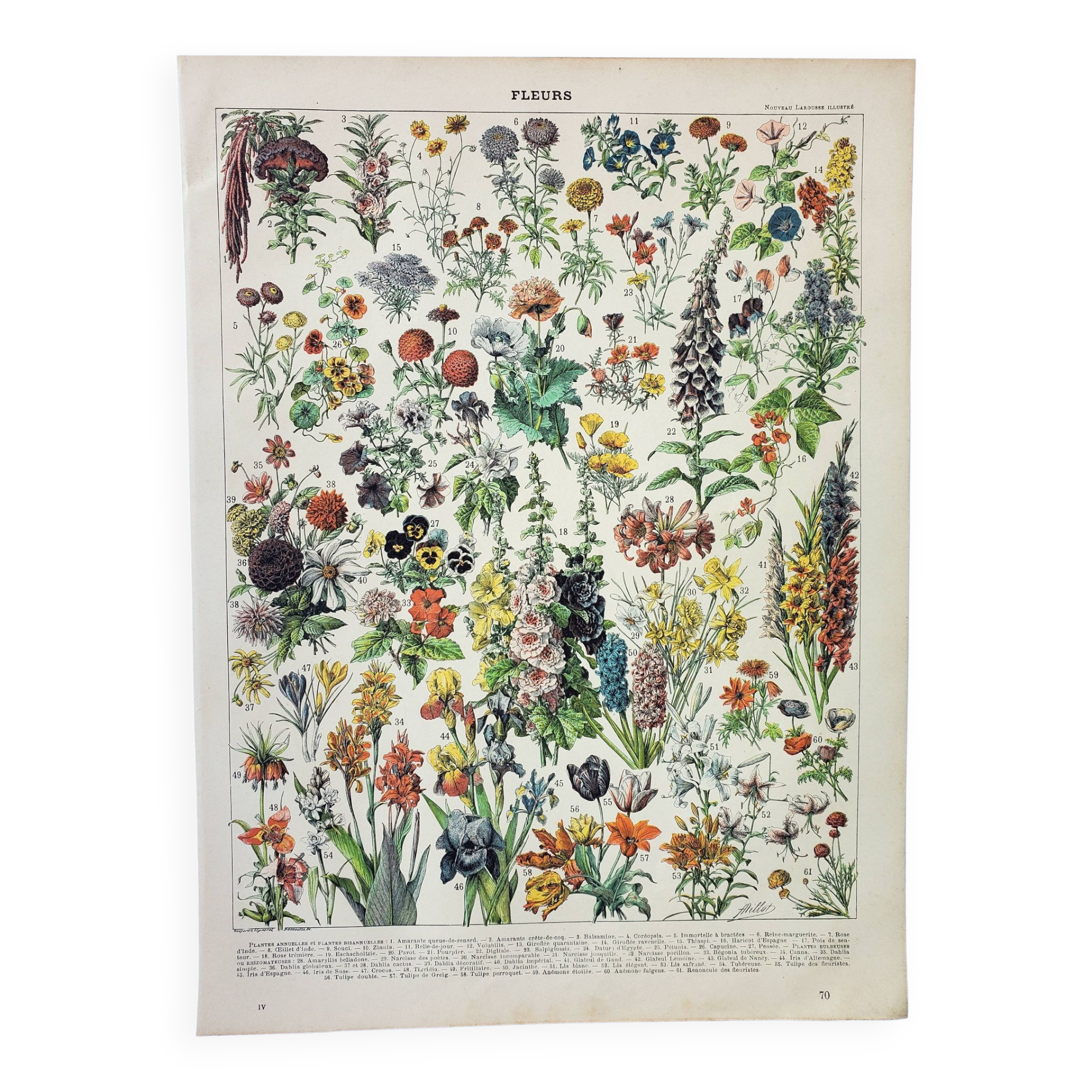 Old engraving 1898, Flowers and plants (annuals), botany • Original and vintage lithograph