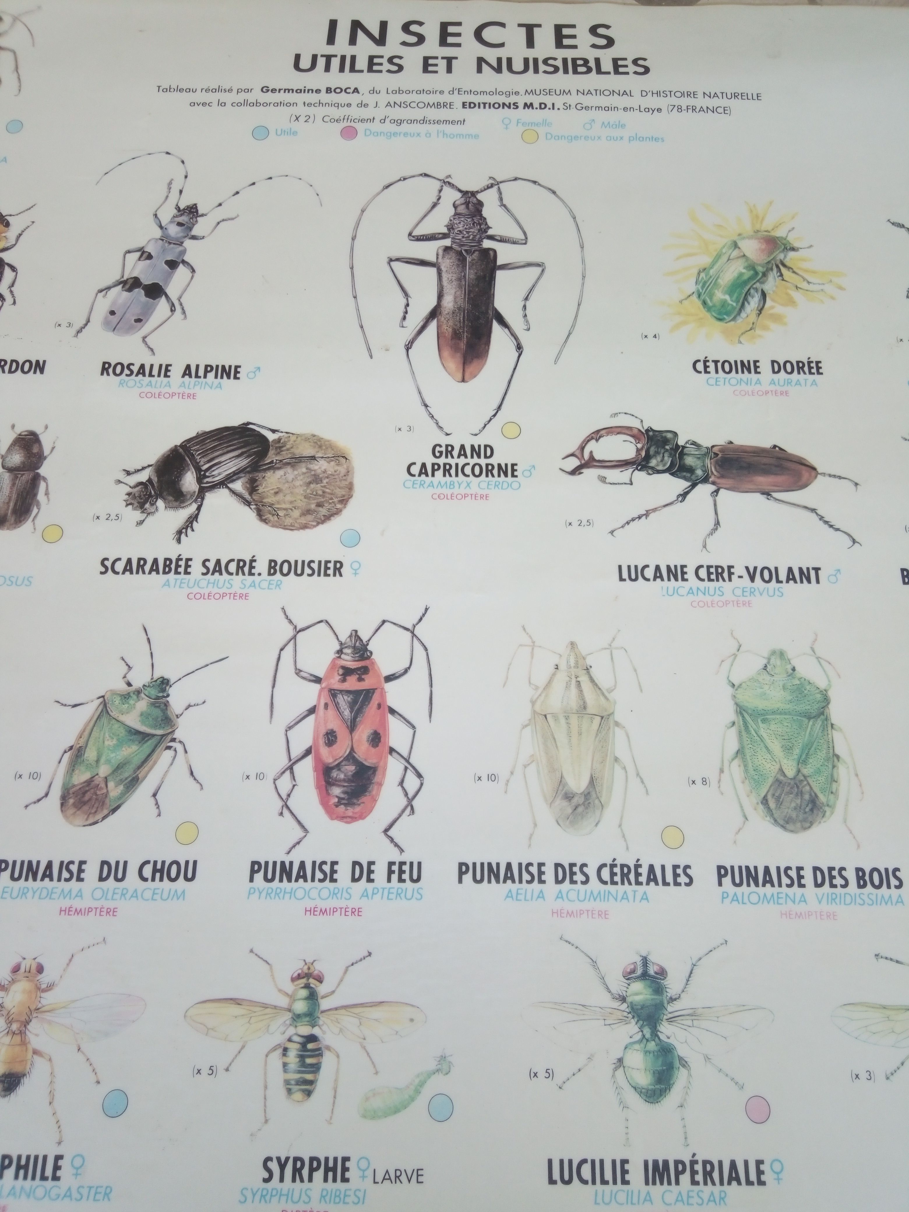 Affiche scolaire des années 70 insectes utiles et nuisibles | Selency