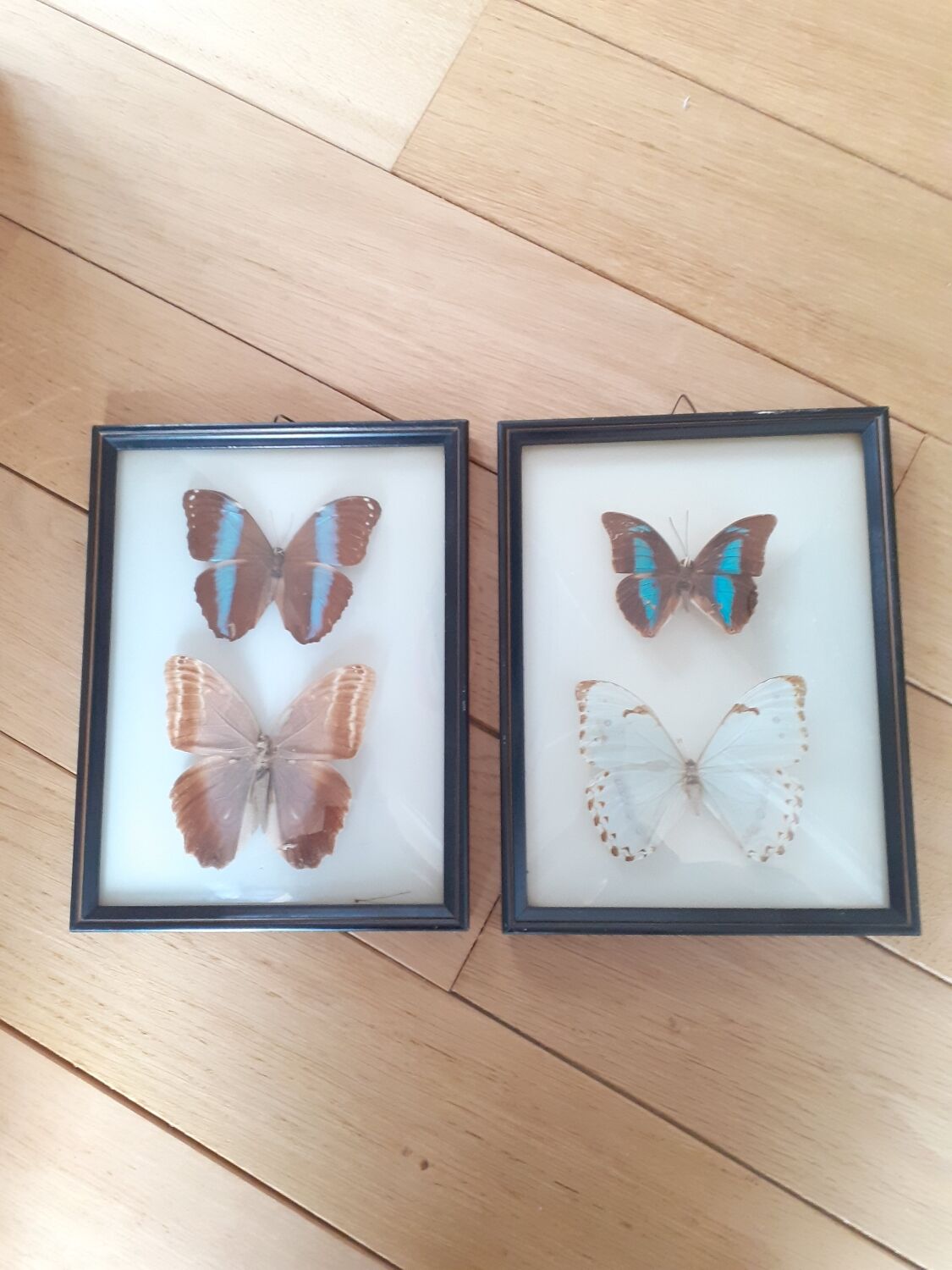 Lot de deux cadres de papillons exotiques