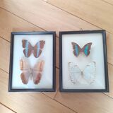 Set of two exotic butterfly frames