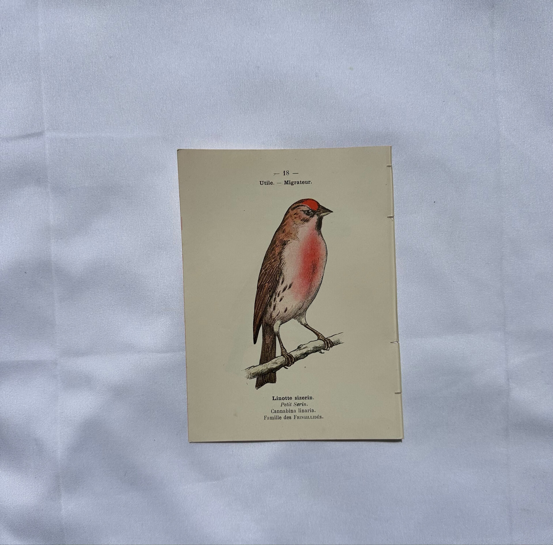 Planche Botanique Gravure oiseaux naturaliste  19eme recto verso  A