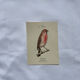 Planche Botanique Gravure oiseaux naturaliste  19eme recto verso  A