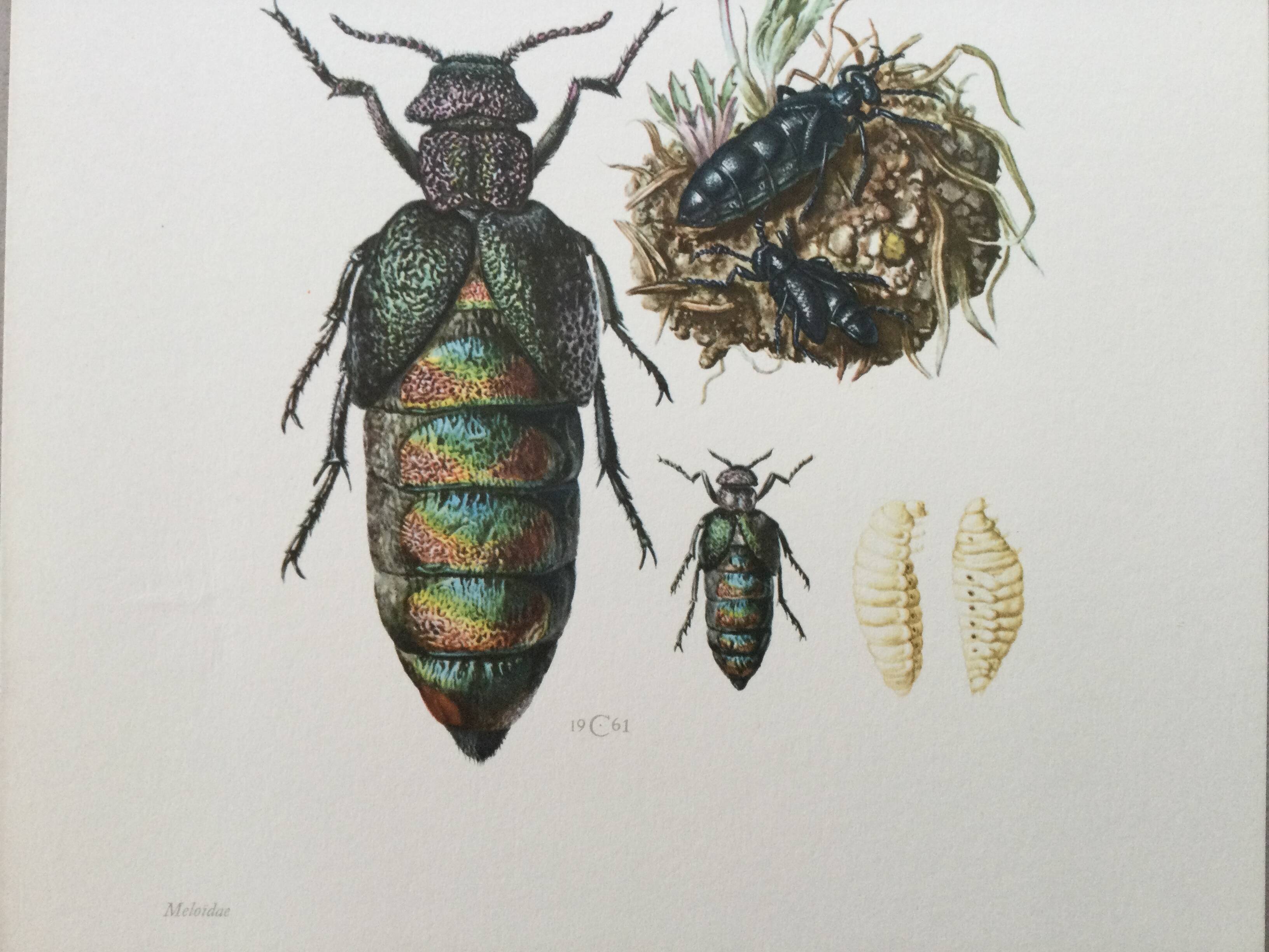 Antique illustration of insects, vintage print from the 60s