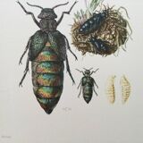 Antique illustration of insects, vintage print from the 60s
