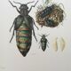 Illustration ancienne Insectes, impression vintage années 60