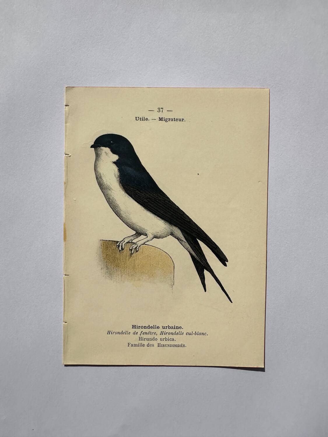 Botanical engraving birds double sided naturalist board Etching