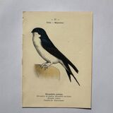 Botanical engraving birds double sided naturalist board Etching