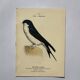 Botanical engraving birds double sided naturalist board Etching