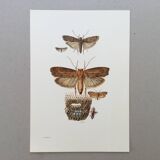 Vintage Print Insects, Butterflies Old Illustration 1969