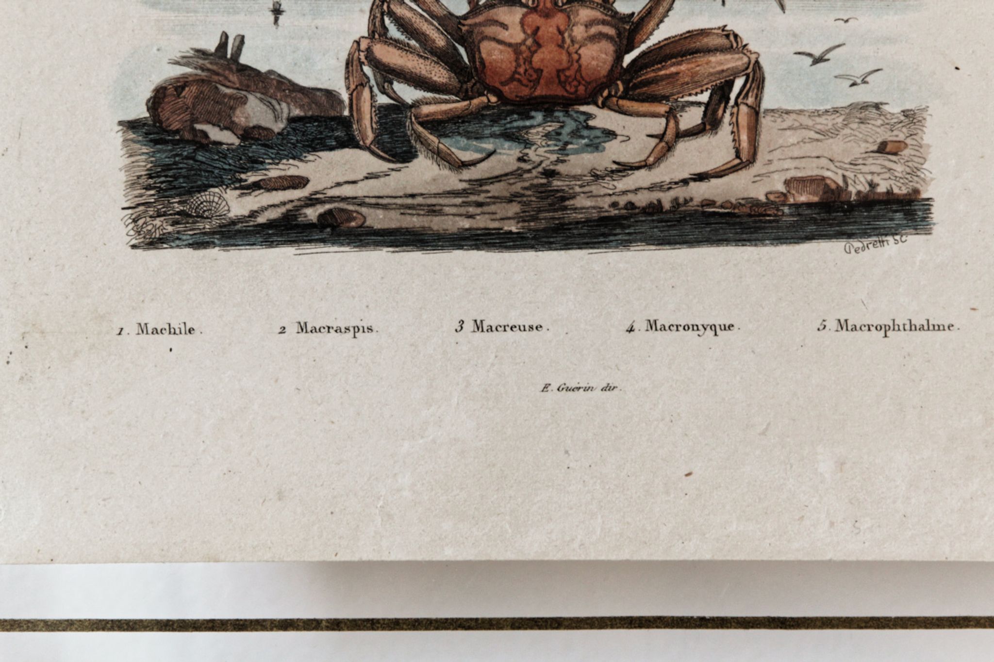 Planche animalière colorisée, encadrée