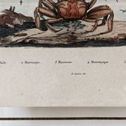 Planche animalière colorisée, encadrée