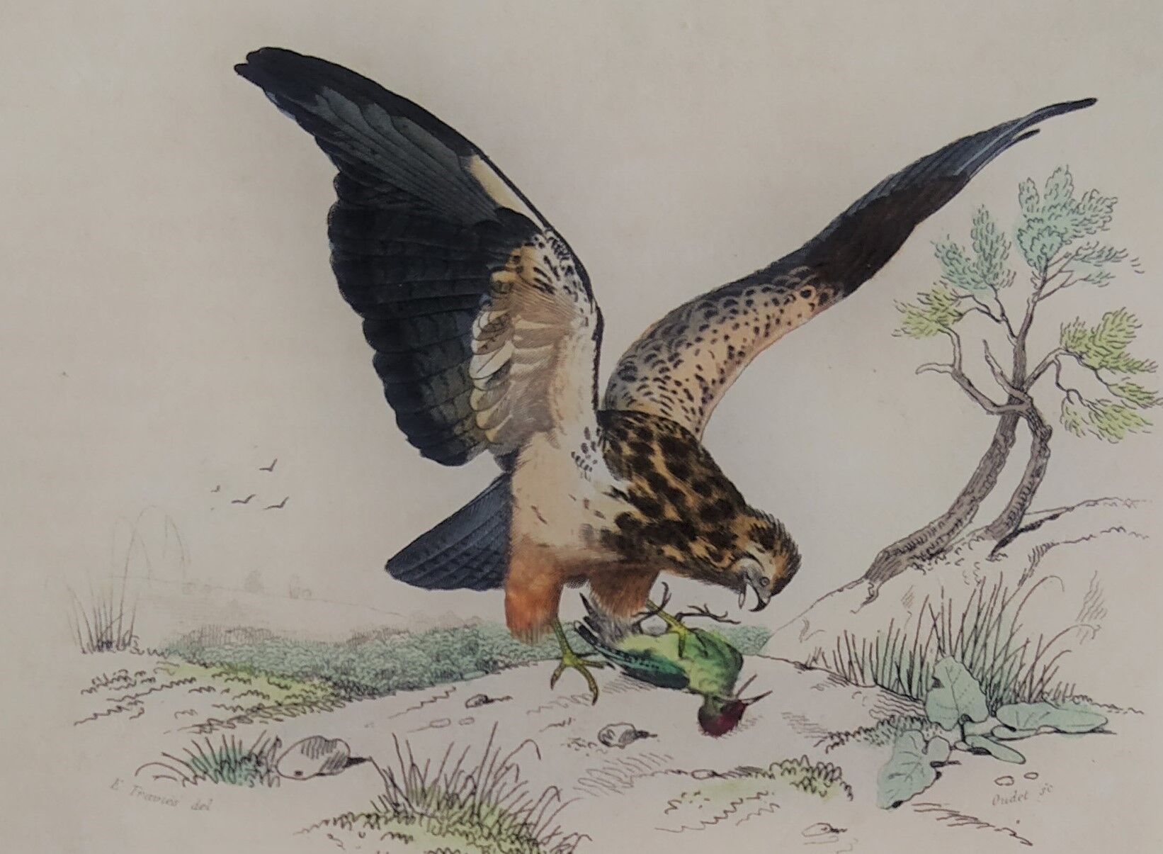 Ornithological board " buse - milan " buffon 1838