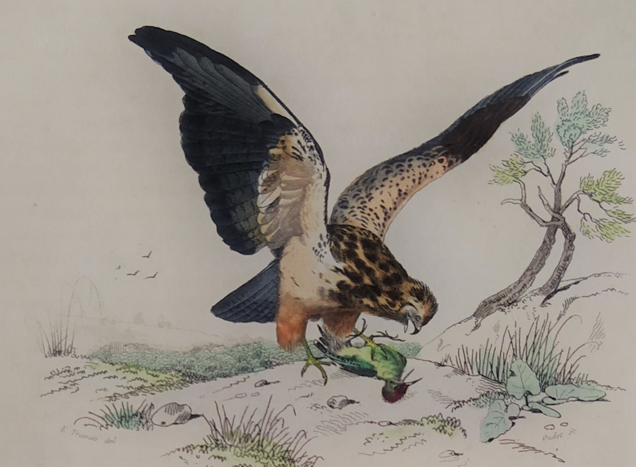 Planche ornithologique " Buse & Milan " Buffon 1838