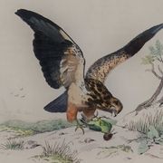 Planche ornithologique " Buse & Milan " Buffon 1838