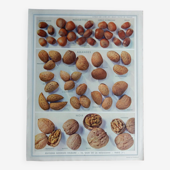 Affiche sur les noix, noisettes et amandes