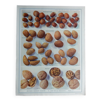 Affiche sur les noix, noisettes et amandes