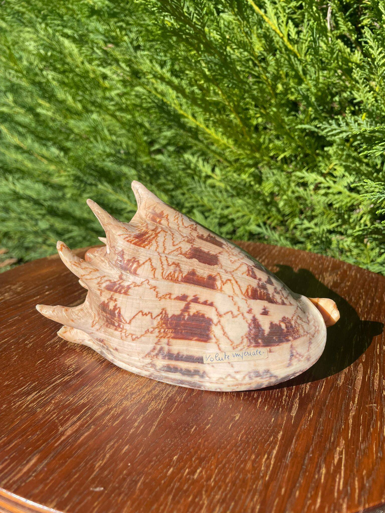 Large seashell: Imperial volute / Cymbiola imperialis