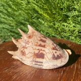 Large seashell: Imperial volute / Cymbiola imperialis