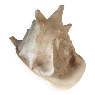 Conch shell XL Comoros