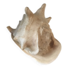 Conch shell XL Comoros