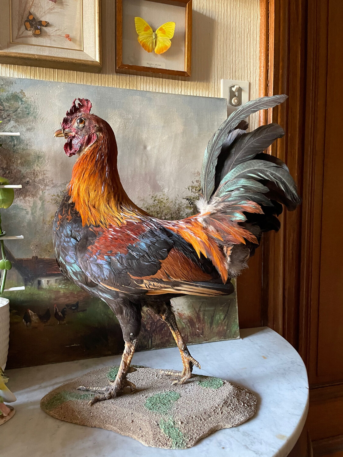 Taxidermy Rooster cabinet of curiosities